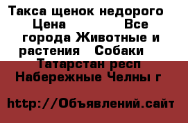 Такса щенок недорого › Цена ­ 15 000 - Все города Животные и растения » Собаки   . Татарстан респ.,Набережные Челны г.